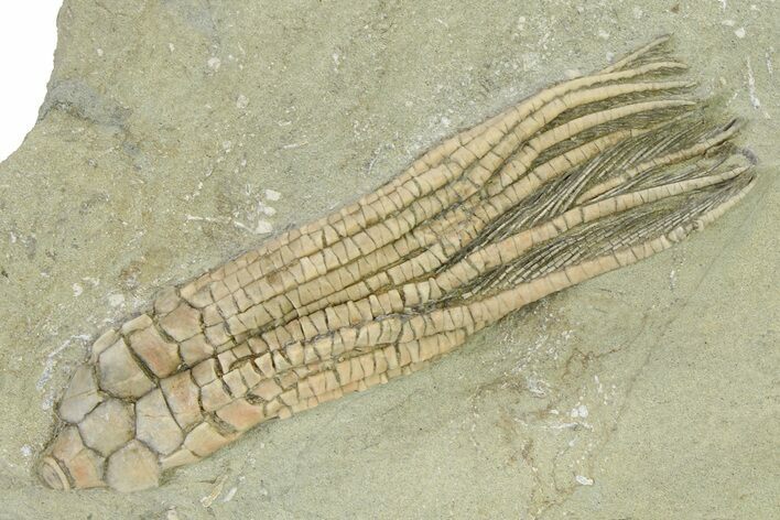 Fossil Crinoid (Hypselocrinus) - Crawfordsville, Indiana #325647